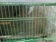 I want to sell lovebird breeder pair