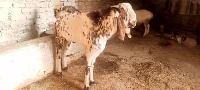 Bakra for sale