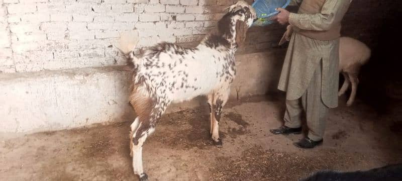 Bakra for sale 1