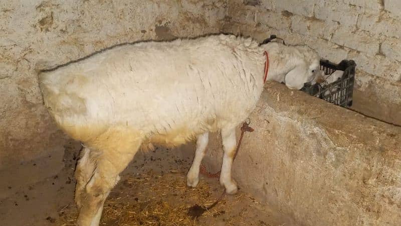 Bakra for sale 2