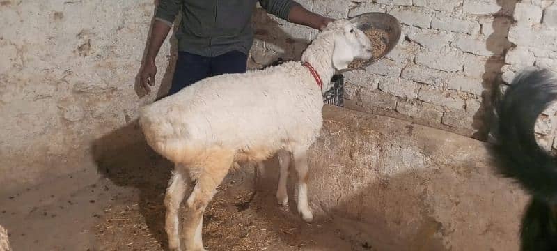 Bakra for sale 3