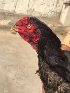 Aseel birds for sale