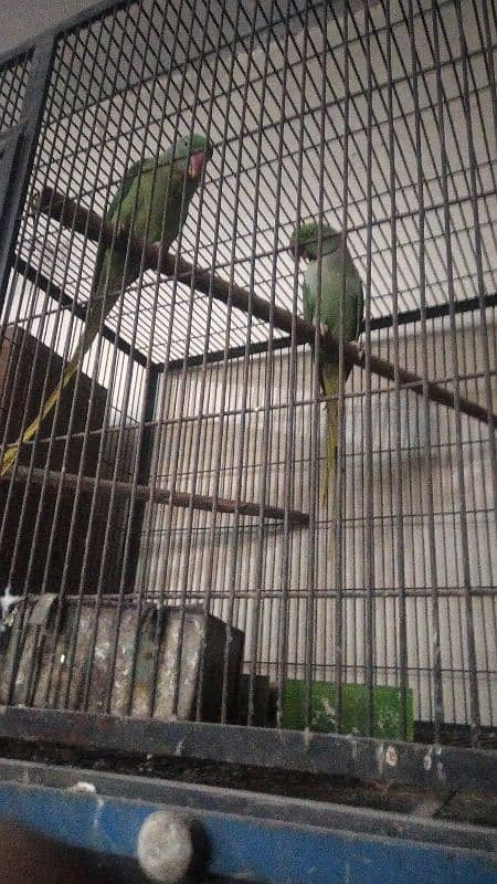 raw pair 4ha per pair 45000 breeding  pair in pairo ne 4  hicks diya 0