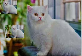 Persian cat 3 months age male cat 03094100772 WhatsApp