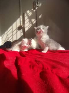 heavy coated semi punch face persian kittens