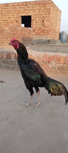 Male Aseel lasani mushka murga full pure breed Pure Aseel Lasani