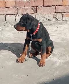 Rottweiler Dog . 3 month age bht achi bread h … (urgent sale)