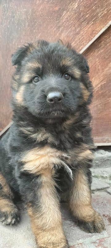 German shepherd Long Coat Male & Female puppy 03287625932WhatsApp 0