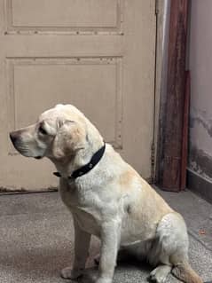 Pedigree Labrador Retriever female