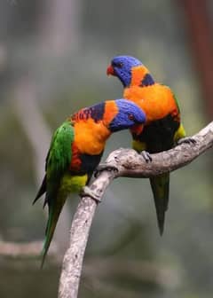 Red caller Lorikeet