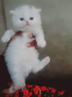 persian kitten | Blue eyes | odd eyes | punch face | white kitten