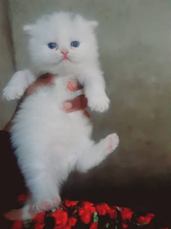 persian kitten | Blue eyes | odd eyes | punch face | white kitten 0