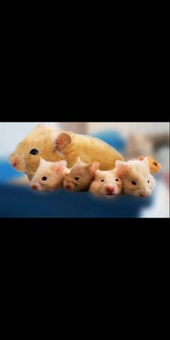 beautiful and playful hamsters available for sale