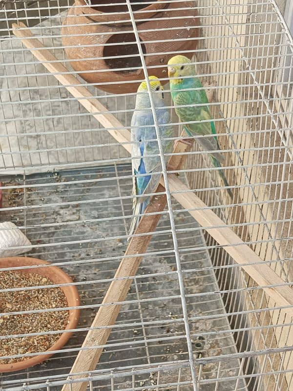 Rainbow Budgies For Sale 1