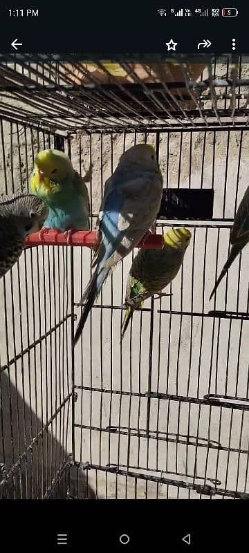 Rainbow Budgies For Sale 2