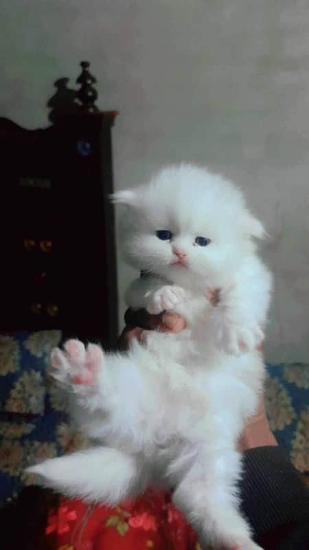 persian kitten | Blue eyes | odd eyes | punch face | white kitten 1