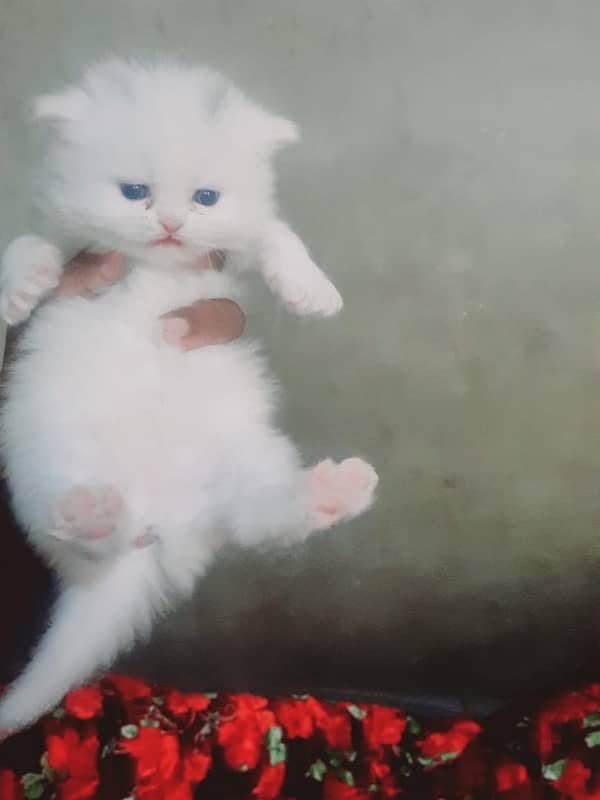 persian kitten | Blue eyes | odd eyes | punch face | white kitten 3