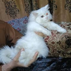 Cat Persian for sell blue eye| baby| kitten|