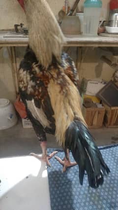 Aseel Jawa Rooster And Jaggery Hen For Sale Immediately