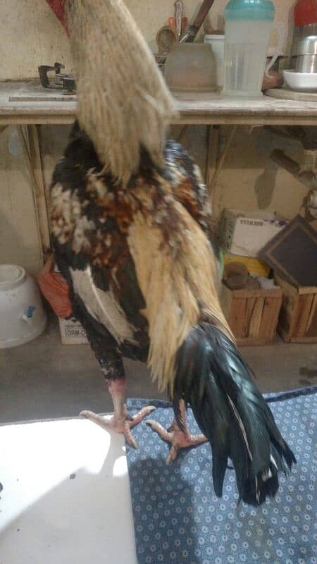 Aseel Jawa Rooster And Jaggery Hen For Sale Immediately 0