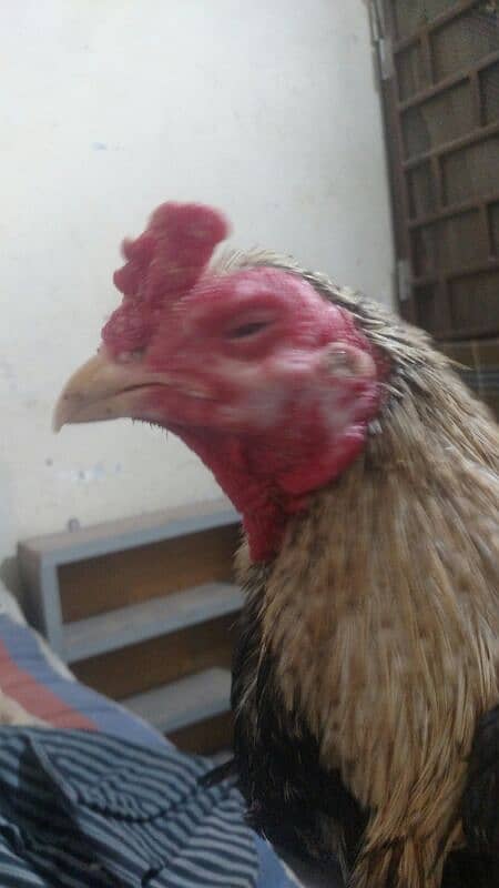 Aseel Jawa Rooster And Jaggery Hen For Sale Immediately 1