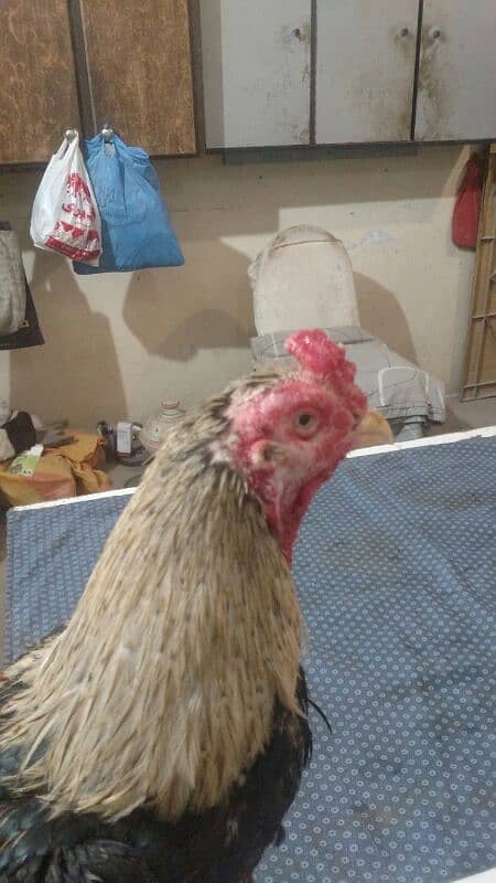 Aseel Jawa Rooster And Jaggery Hen For Sale Immediately 2