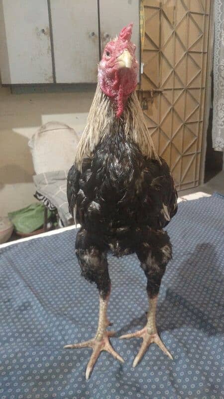 Aseel Jawa Rooster And Jaggery Hen For Sale Immediately 3