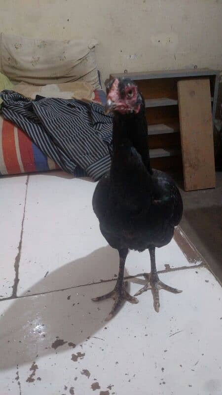 Aseel Jawa Rooster And Jaggery Hen For Sale Immediately 5