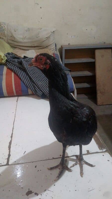 Aseel Jawa Rooster And Jaggery Hen For Sale Immediately 6