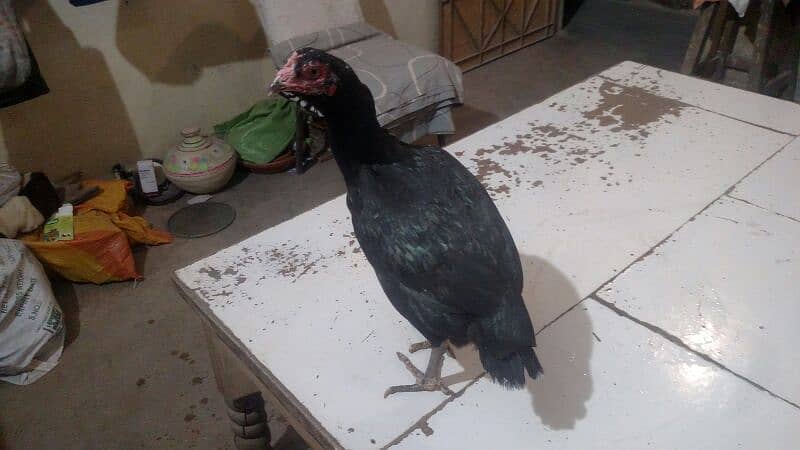 Aseel Jawa Rooster And Jaggery Hen For Sale Immediately 7