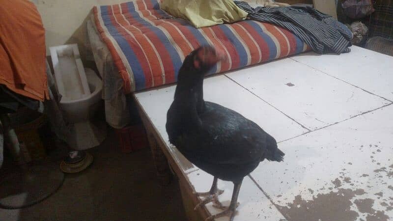 Aseel Jawa Rooster And Jaggery Hen For Sale Immediately 8