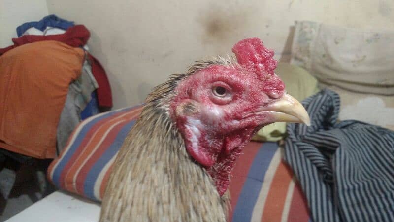 Aseel Jawa Rooster And Jaggery Hen For Sale Immediately 9