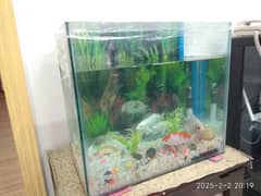 Small Fish Aquarium