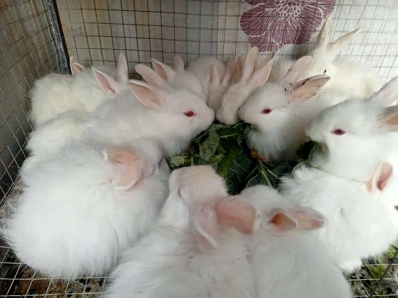 Angora Fancy Rabbits For Sale 0