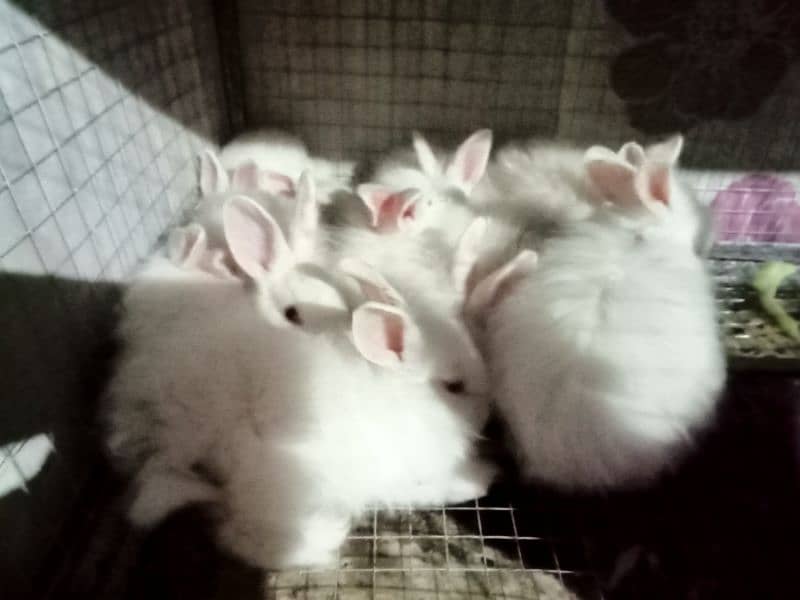 Angora Fancy Rabbits For Sale 1