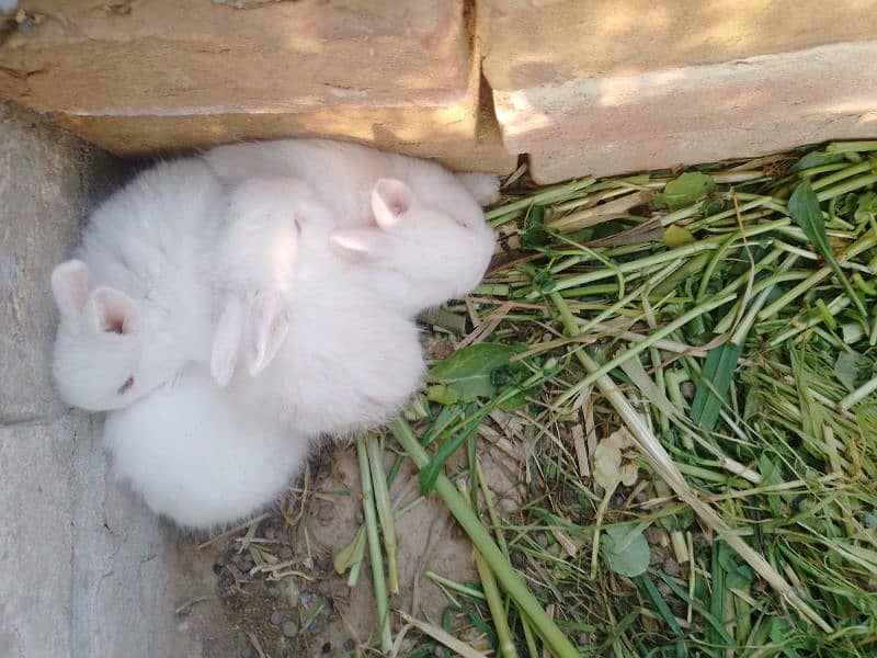 Angora Fancy Rabbits For Sale 2