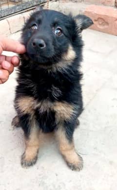 German shepherd Long Coat Male & Female puppy 03287625932WhatsApp