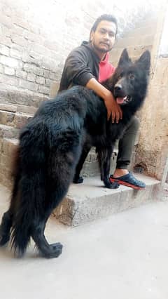 Black German Shepherd