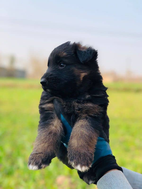 Germansheperd long coat puppies whatsapp no 03350154152 0