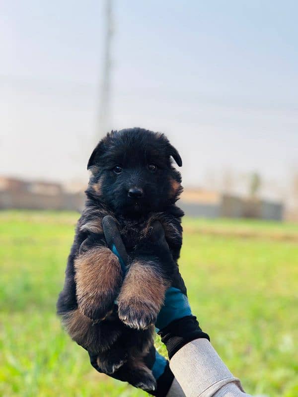 Germansheperd long coat puppies whatsapp no 03350154152 1