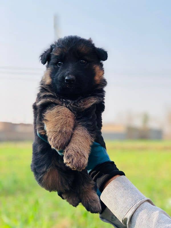 Germansheperd long coat puppies whatsapp no 03350154152 2