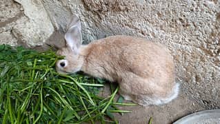 Rabbit for sale