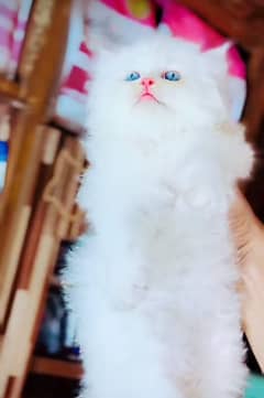 Cat Persian | blue eye| baby| kitten| Punch face(^_^)