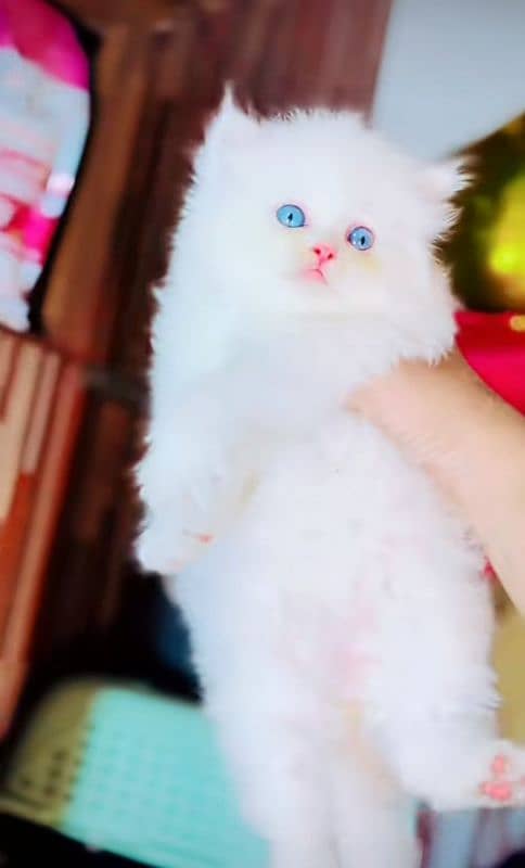 Cat Persian | blue eye| baby| kitten| Punch face(^_^) 1