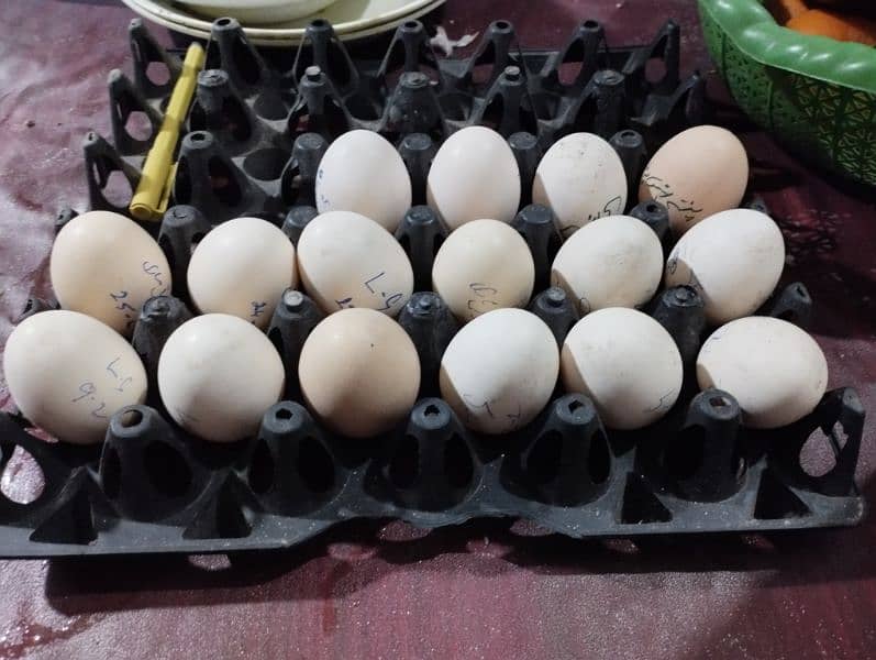 Thai Pkaoya cross Fresh Fertile Eggs Availble 0