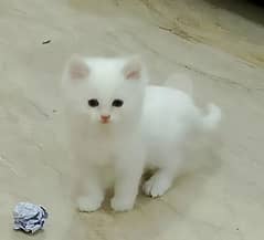 Persian cat 2 month age for Sale