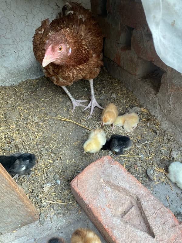 pure Aseel hen with 8 chicks 03125235884 0