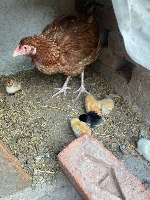 pure Aseel hen with 8 chicks 03125235884 1