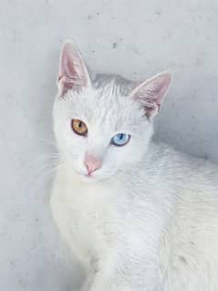 Kitten (Khao Manee) breed