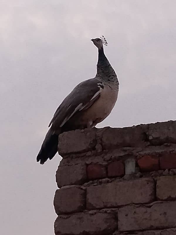 peacock female 0